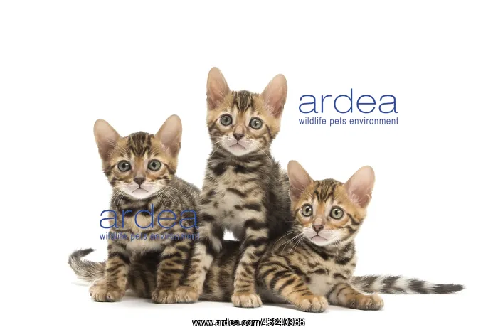  : Cat - Three Bengal kittens in the studio