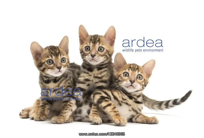 : Cat - Three Bengal kittens in the studio
