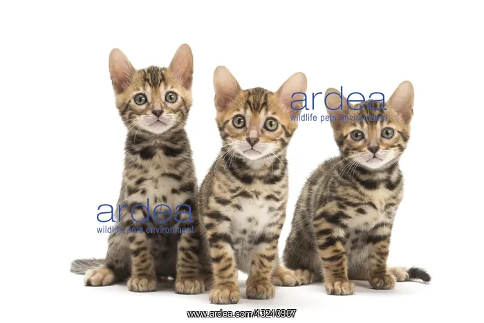 : Cat - Three Bengal kittens in the studio