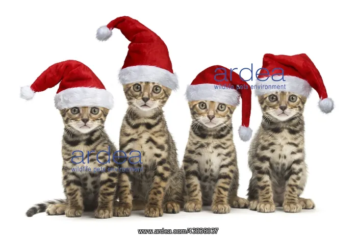 : Cat - Four Bengal kittens in the studio wearing : Cat - Four Bengal kittens in the studio wearing