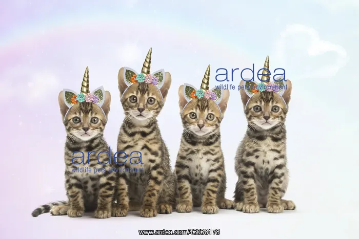 : Cat - Four Bengal kittens with unicorn headbands : Cat - Four Bengal kittens with unicorn headbands