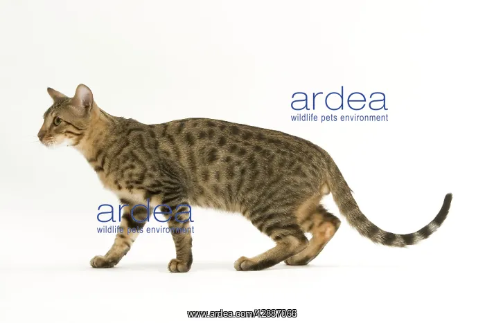  : Cat - Bengal, shorthair. Side view
