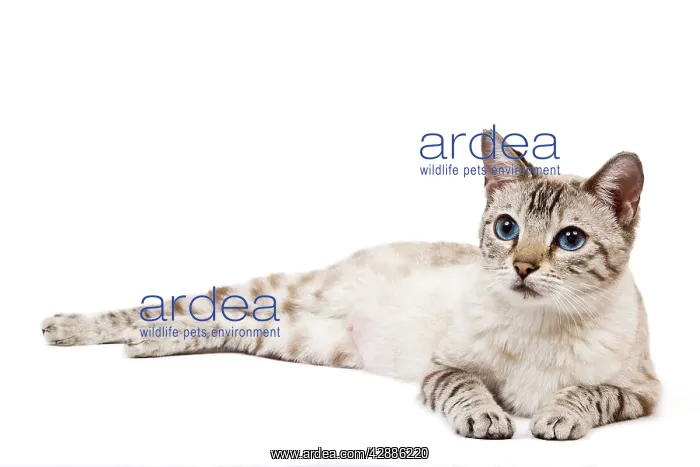 : Cat - Bengal - Snow seal lynx spotted tabby in studio : Cat - Bengal - Snow seal lynx spotted tabby in studio