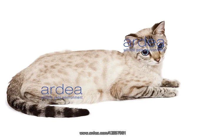 : Cat - Bengal - Snow seal lynx spotted tabby in studio : Cat - Bengal - Snow seal lynx spotted tabby in studio