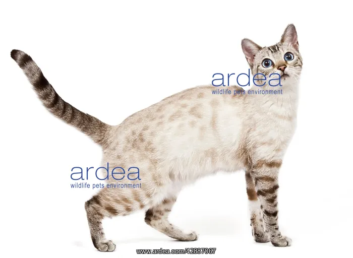 : Cat - Bengal - Snow seal lynx spotted tabby in studio : Cat - Bengal - Snow seal lynx spotted tabby in studio