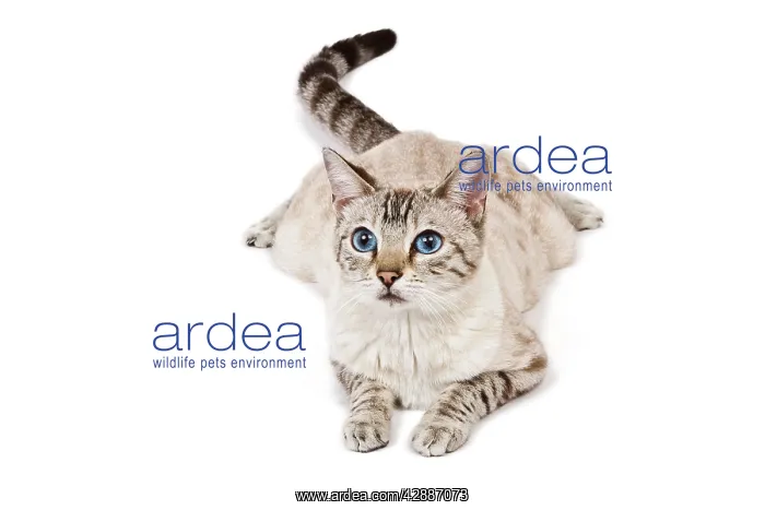 : Cat - Bengal - Snow seal lynx spotted tabby in studio : Cat - Bengal - Snow seal lynx spotted tabby in studio