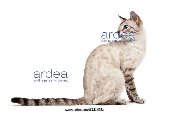: Cat - Bengal - Snow seal lynx spotted tabby in studio : Cat - Bengal - Snow seal lynx spotted tabby in studio