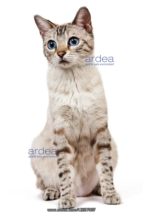 : Cat - Bengal - Snow seal lynx spotted tabby in studio : Cat - Bengal - Snow seal lynx spotted tabby in studio