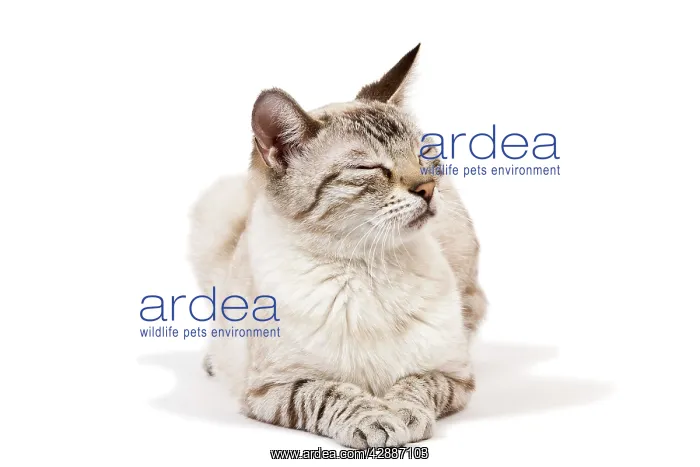 : Cat - Bengal - Snow seal lynx spotted tabby in studio : Cat - Bengal - Snow seal lynx spotted tabby in studio