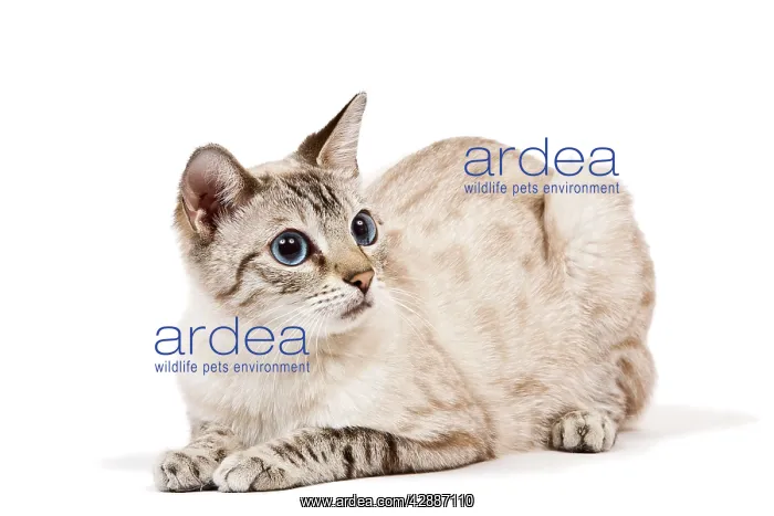 : Cat - Bengal - Snow seal lynx spotted tabby in studio : Cat - Bengal - Snow seal lynx spotted tabby in studio