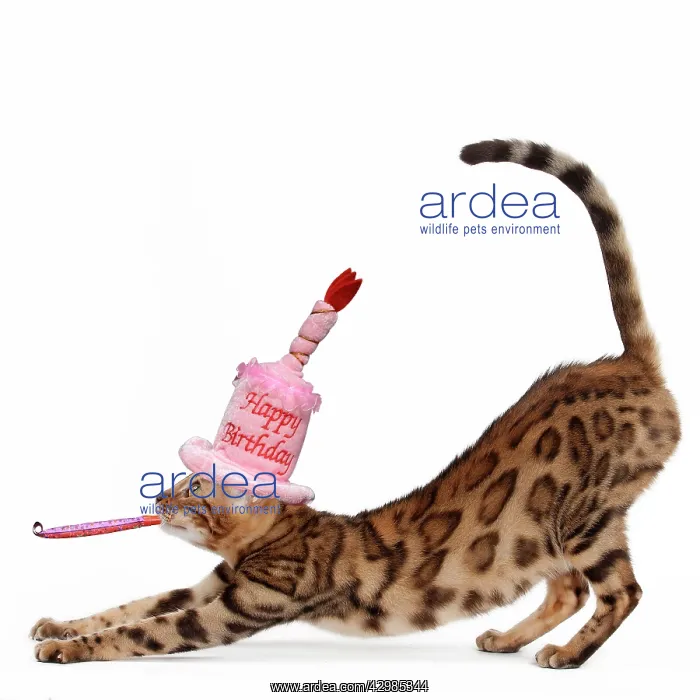 : Cat - Bengal stretching and wearing a Happy Birthday : Cat - Bengal stretching and wearing a Happy Birthday
