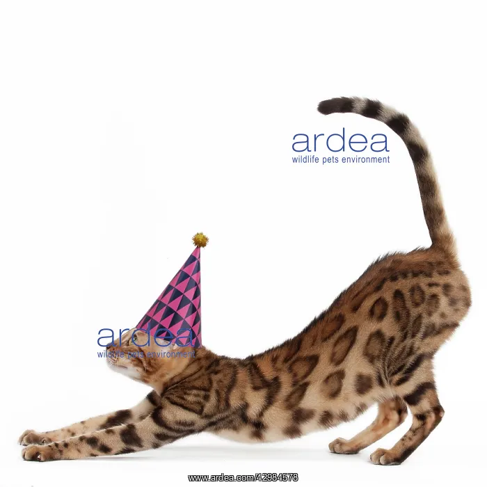 : Cat - Bengal stretching and wearing a party hat : Cat - Bengal stretching and wearing a party hat