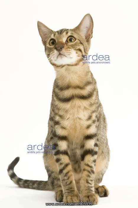  : Cat - Bengal in studio