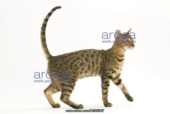  : Cat - Bengal in studio