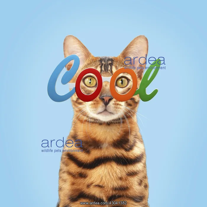 : Cat - Bengal wearing cool glasses Digital manipulation : Cat - Bengal wearing cool glasses Digital manipulation