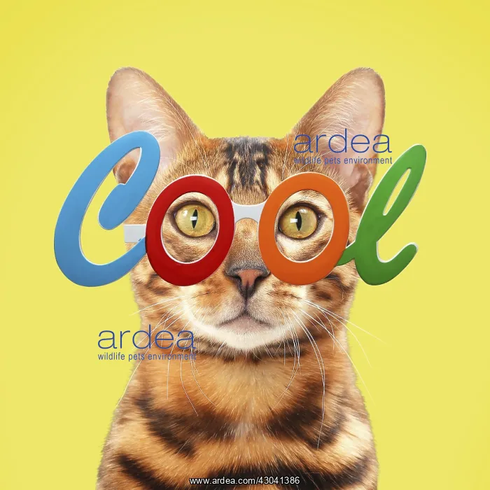 : Cat - Bengal wearing cool glasses Digital manipulation : Cat - Bengal wearing cool glasses Digital manipulation