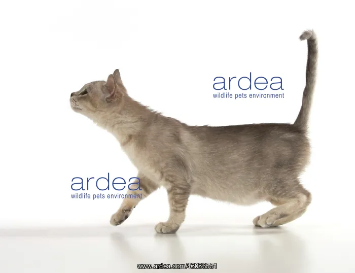 : CAT. Bermilla kitten, (8 weeks old ) : CAT. Bermilla kitten, (8 weeks old )