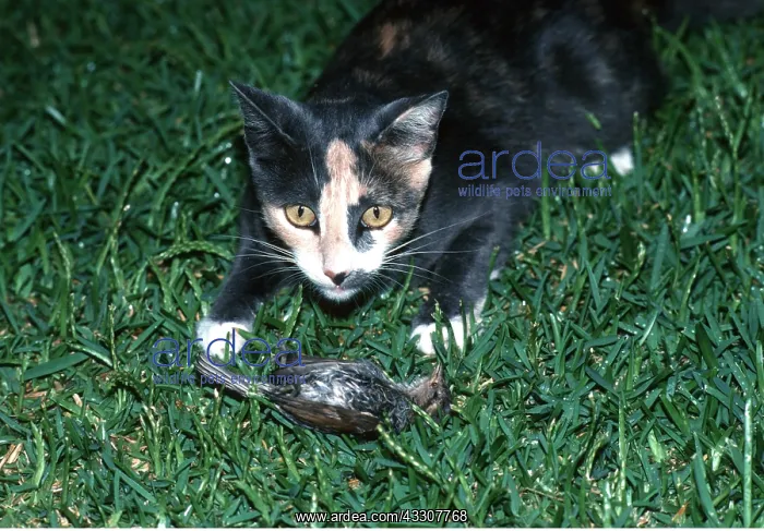 : CAT - with bird prey : CAT - with bird prey