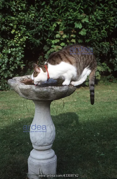  : CAT - ON BIRD TABLE - drinking from bird bath