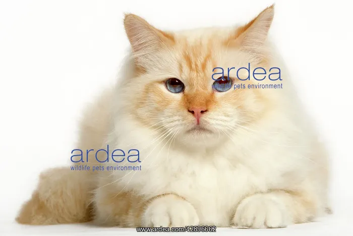  : Cat - Birman