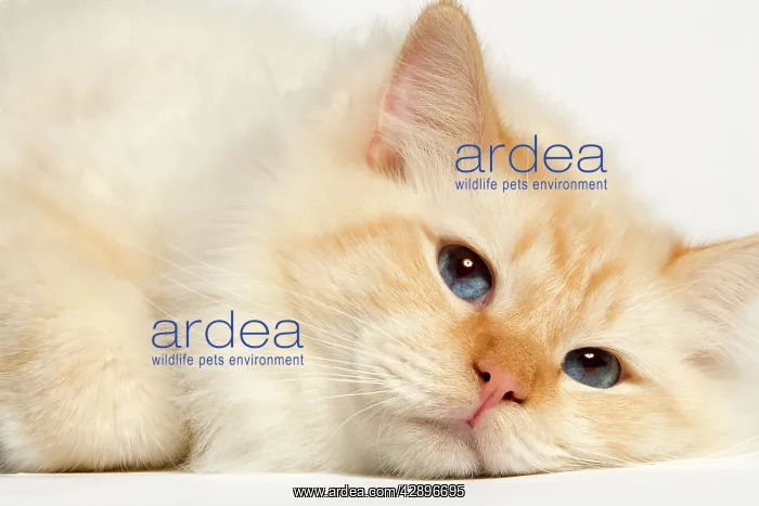  : Cat - Birman