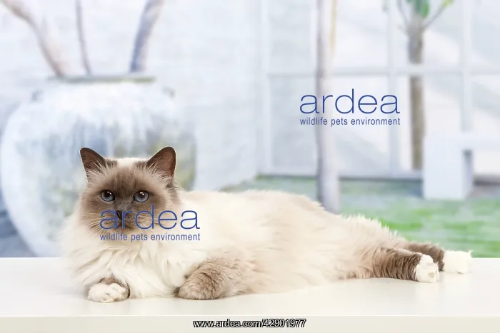  : Cat - Birman