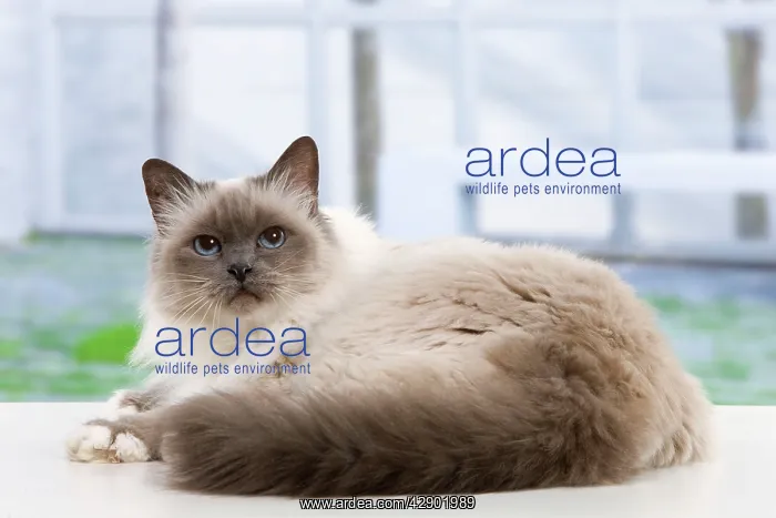  : Cat - Birman