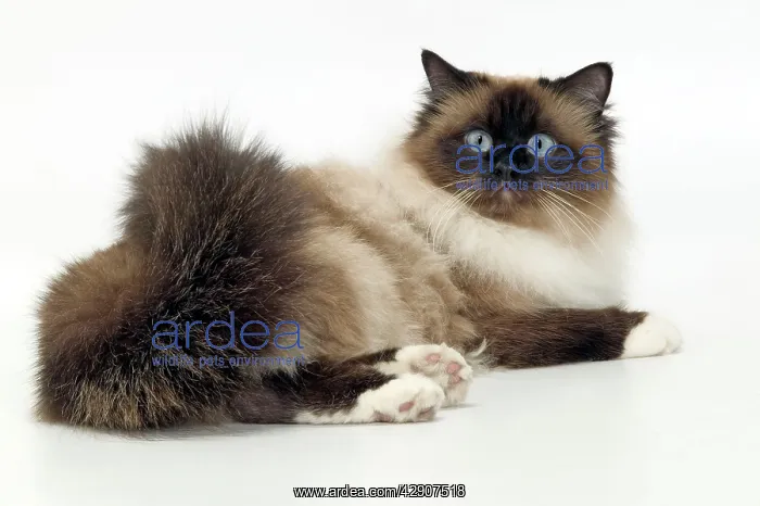  : Cat - Birman