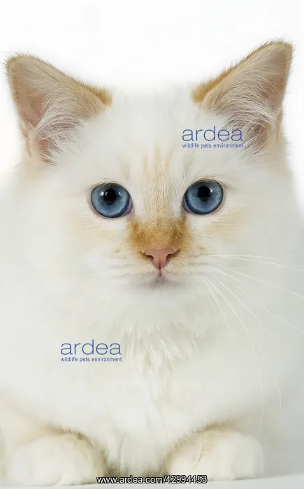  : Cat - Birman