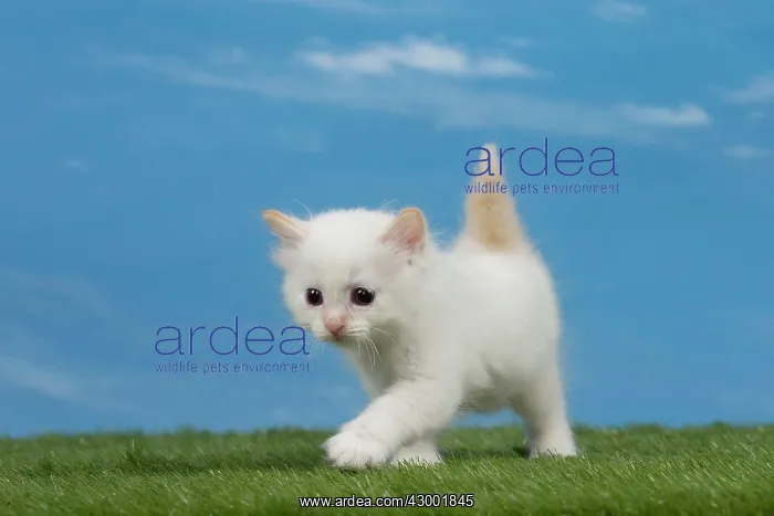  : Cat Birman
