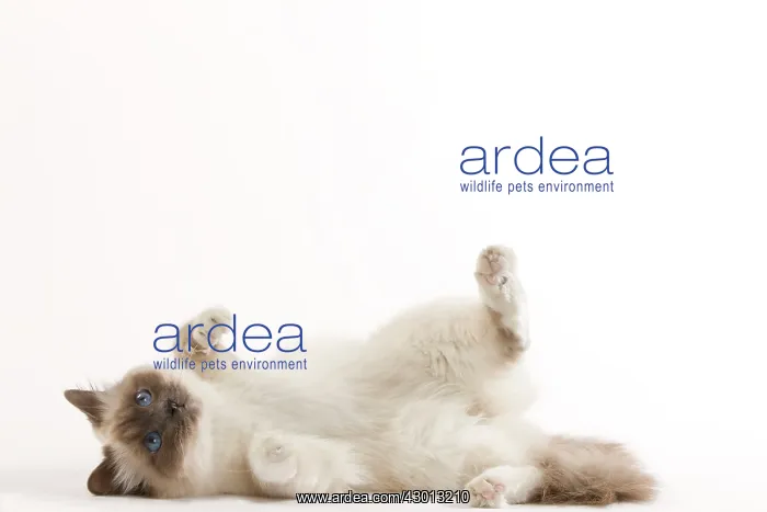 : Cat - Birman : Cat - Birman