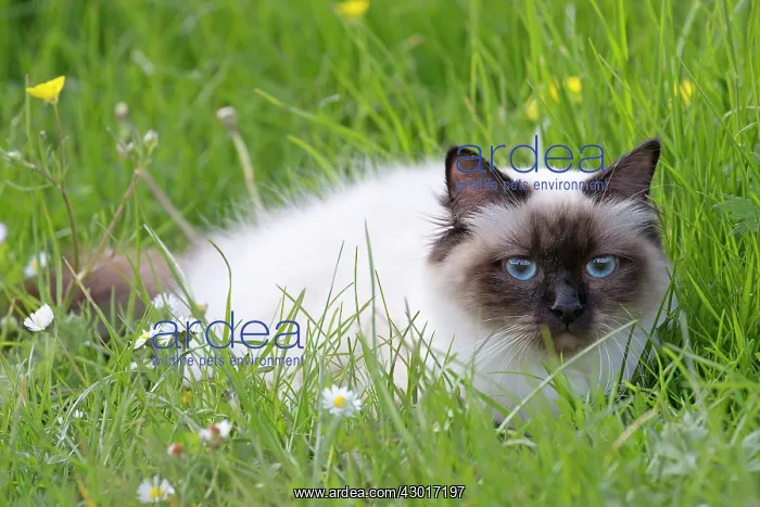  : Cat - Birman