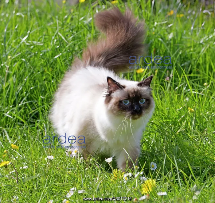  : Cat - Birman