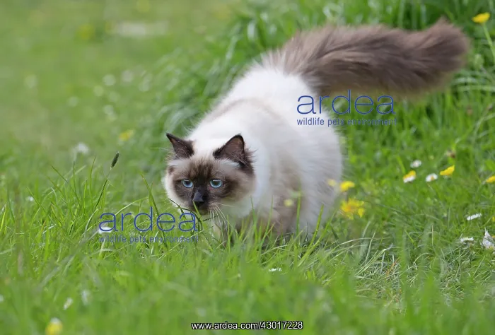  : Cat - Birman
