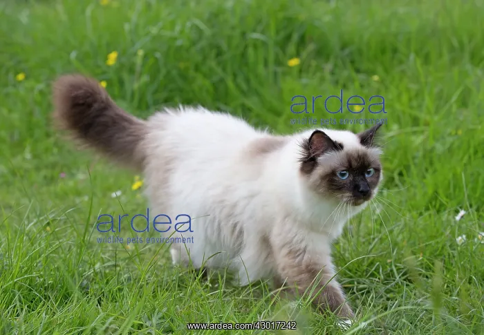  : Cat - Birman
