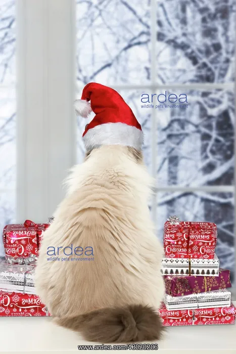 : Cat Birman : Cat Birman