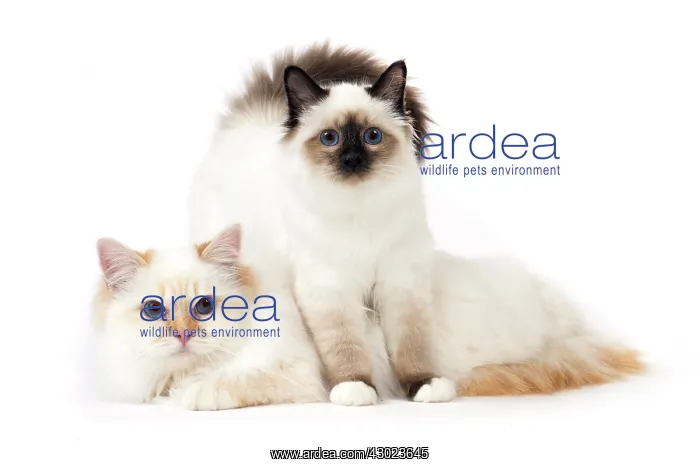  : Cat Birman