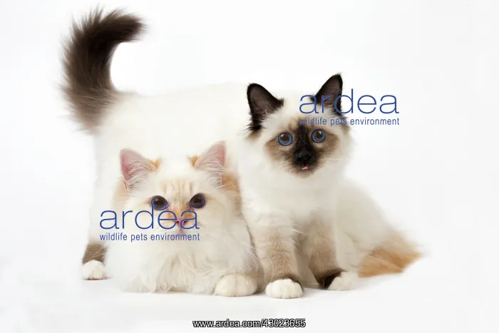  : Cat Birman