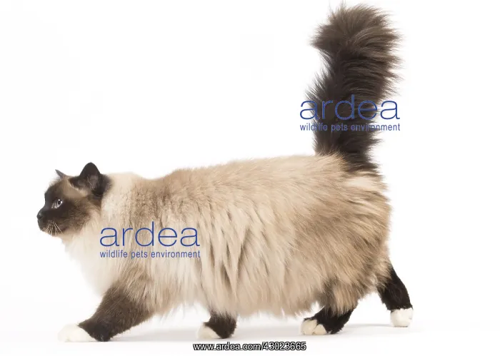  : Cat Birman