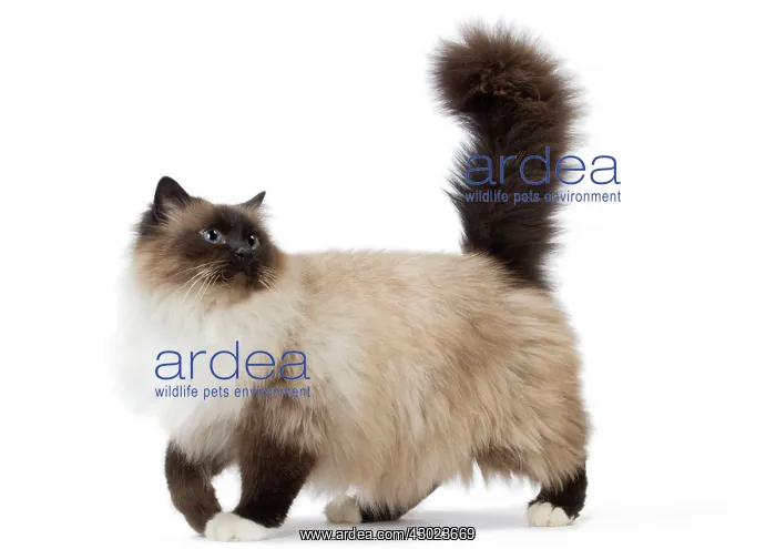  : Cat Birman