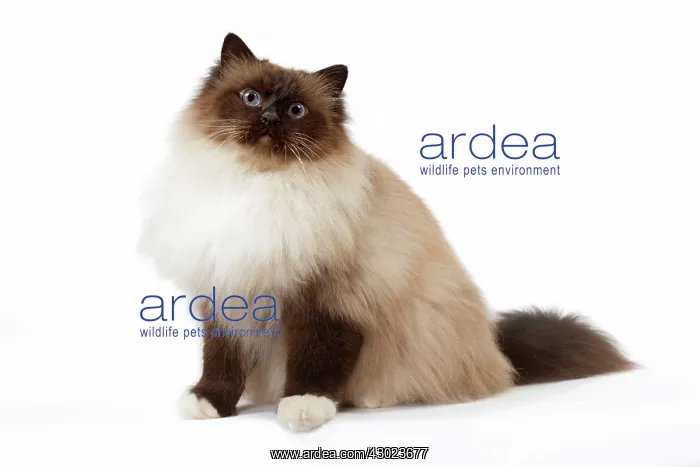  : Cat Birman