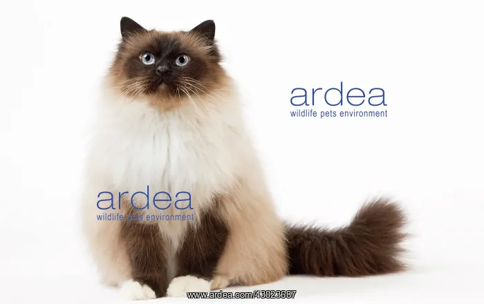  : Cat Birman