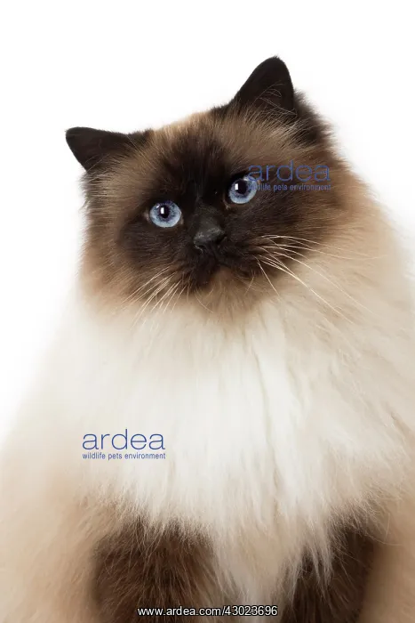  : Cat Birman
