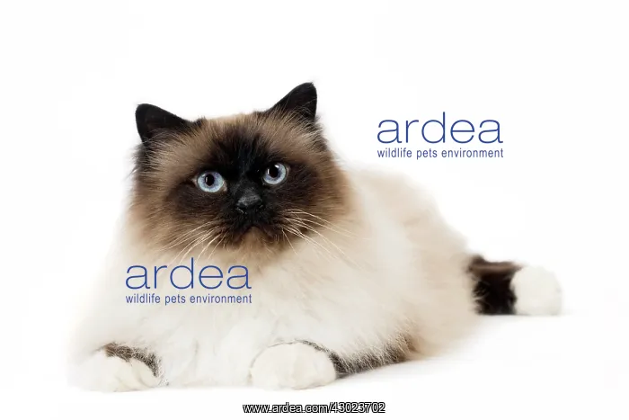  : Cat Birman