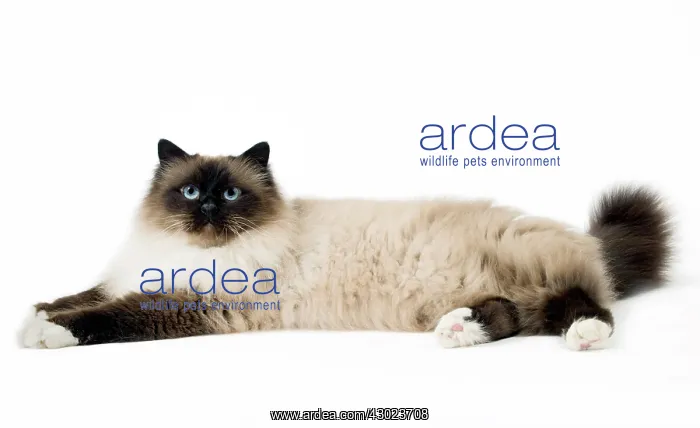  : Cat Birman