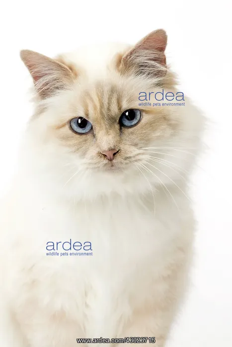  : Cat Birman
