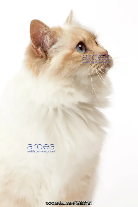  : Cat Birman