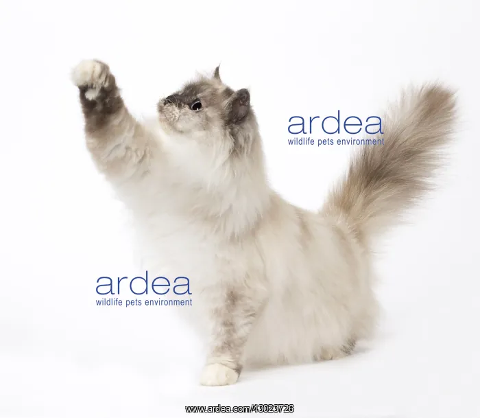  : Cat Birman