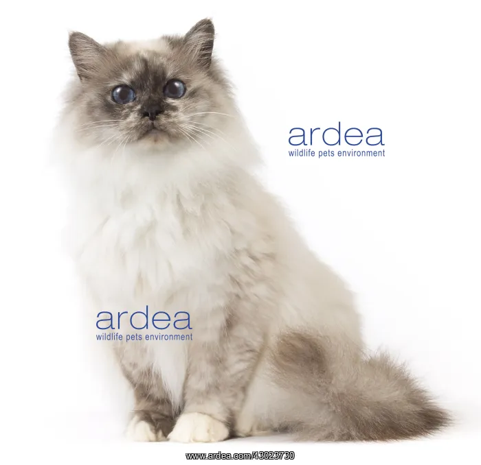  : Cat Birman