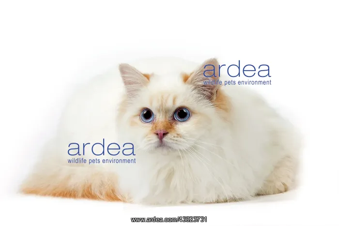  : Cat Birman